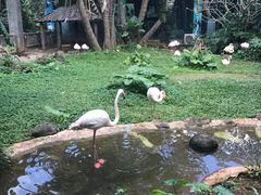 -火烈鸟餐厅