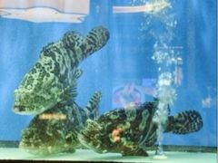 -珍宝海鲜JUMBO Seafood(尚嘉店)