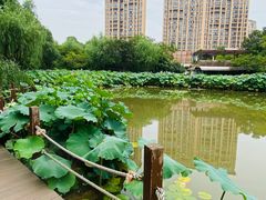 -陈家山荷花公园