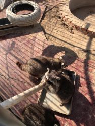 -萌宠亲子动物乐园(槐房万达店)