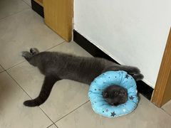 -米苏动物医院·犬猫专科·骨科外科内窥镜