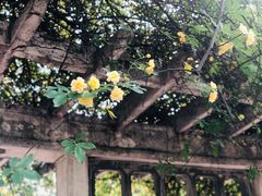 -囿面传统制面馆(中央路店)