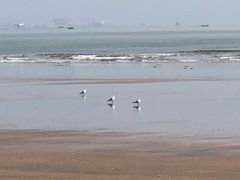 -日照海滨国家森林公园