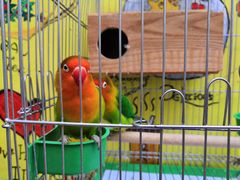 -Rabbit Cafe私房西餐甜点咖啡(栖霞路店)