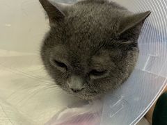 -北京观赏动物医院·24小时大型综合·猫专科·异宠专科