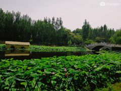-白洋淀景区