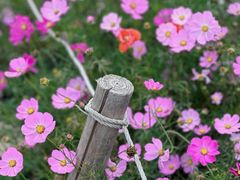 -太舞滑雪小镇