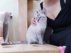 -猫和宫(六道口店)