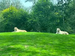 -北京野生动物园