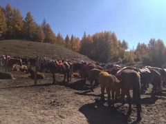 -塞罕坝国家级自然保护区