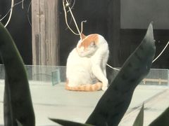 -猫的天空之城概念书店(苏州平江店)