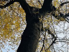 -重庆市江北嘴中央商务区中央公园