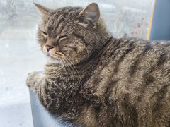 -伟伟宠物医院·瑞派猫友好医院·猫科(光谷店)
