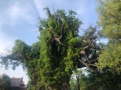 -大槐树寻根祭祖园