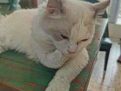 -喵喵咪呀布偶猫咖(春熙路店)