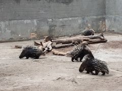 -昆明动物园