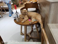 -藏猫猫咖啡主题馆(中央大道店)