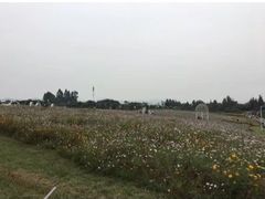 -紫颐香薰山谷景区