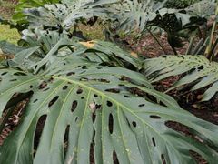 -中国科学院西双版纳热带植物园