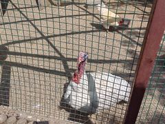 -南宫五洲植物乐园