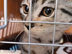 -瑞派天宁宠物医院·猫科·异宠中心