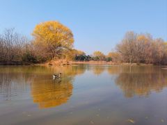 -西安浐灞国家湿地公园