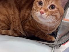 -创凡宠物医院·骨专科  猫科中心(西乡分院)