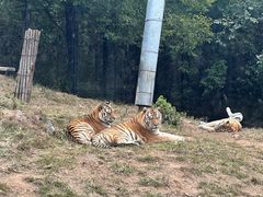 -大连森林动物园