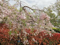 -高东镇樱花园