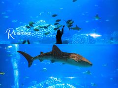 -珠海长隆海洋王国