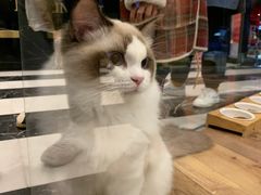 -袖虎·猫馆(体育西路店)