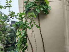 -海南清水湾莱佛士酒店