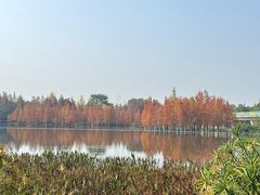 -白鹭湾湿地公园