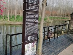 -合肥滨湖国家森林公园