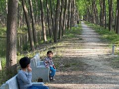 -合肥滨湖国家森林公园