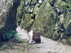 -天目山大树王景区