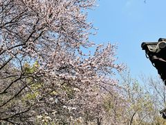 -红梅公园