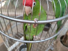 -南宫五洲植物乐园