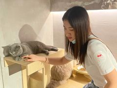 -more than meow吴止猫主题餐厅(承德 中船汇店)