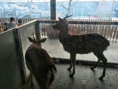 -泉州海丝野生动物世界