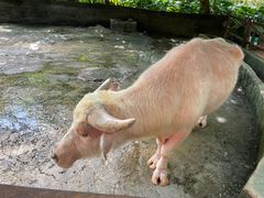 -海南热带野生动植物园