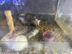 -青石桥花鸟鱼虫市场(叠翠城店)