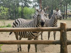 -大连森林动物园