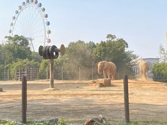 -上海野生动物园老虎餐厅