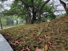 -王借岗森林公园