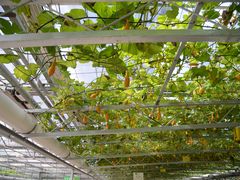 -兰陵国家农业公园