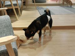 -南京Hallo宠物乐园·哈罗犬舍·柴犬繁育基地