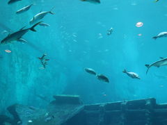 -新加坡海洋生态馆