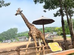 -大连森林动物园