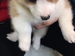 -翊宠yipet猫狗购宠庄园犬舍•猫舍